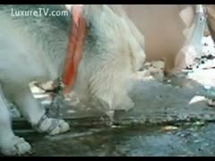 In a home video, a man riding a dildo gets anally licked by his K9
